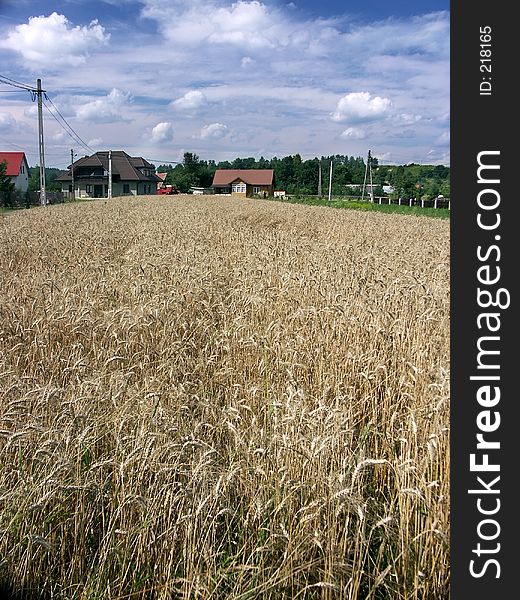 Countryside landscape with cornfield 0813_06. Countryside landscape with cornfield 0813_06