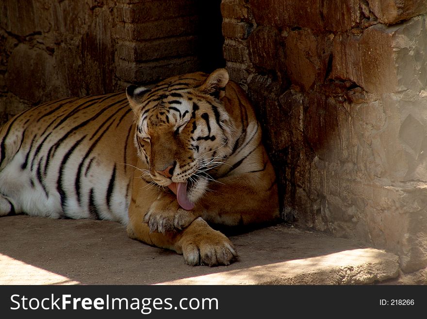 Tiger lick: a very large solitary cat with a yellow-brown coat striped with black, native to the forests of Asia