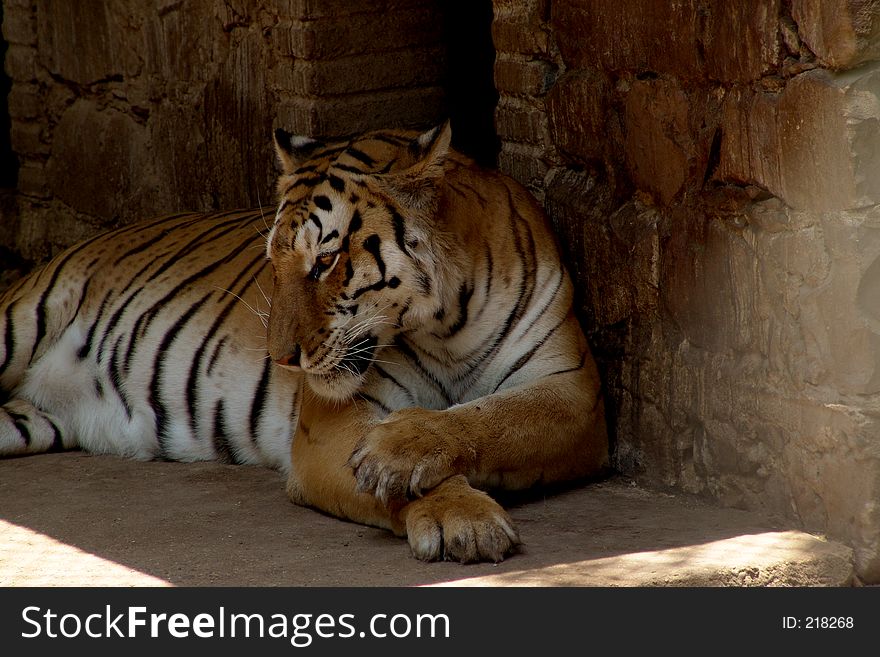 Tiger lick relax: a very large solitary cat with a yellow-brown coat striped with black, native to the forests of Asia