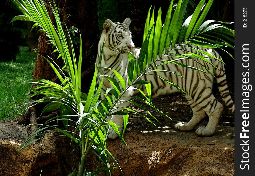 White tiger behind:a very large solitary cat with a yellow-brown coat striped with black, native to the forests of Asia