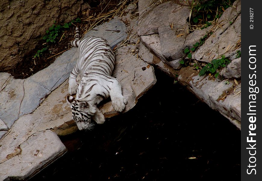 White tiger relaxing: a very large solitary cat with a yellow-brown coat striped with black, native to the forests of Asia