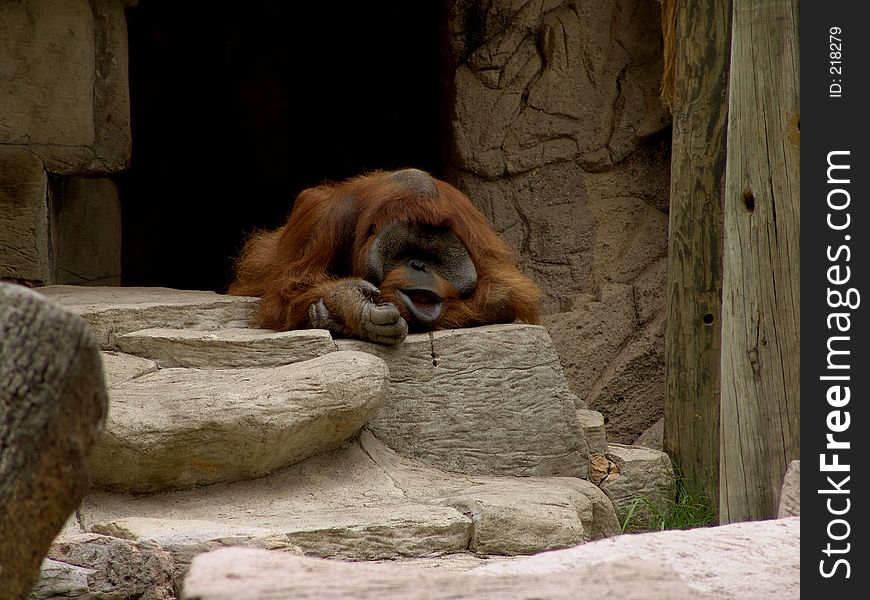 Orangutan Lazy 2