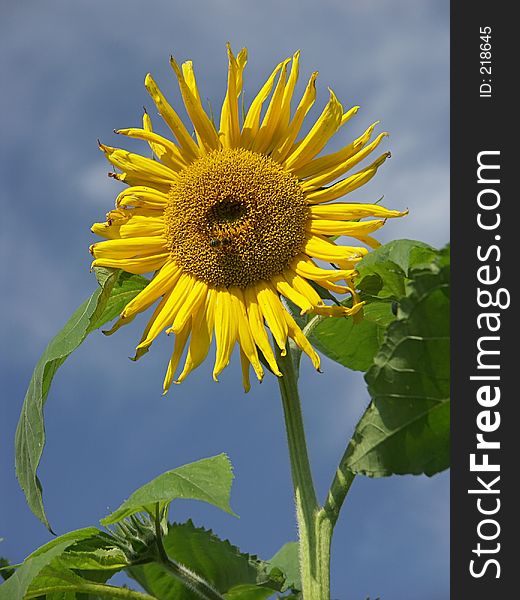Sunflower against the blue sky with bee. Sunflower against the blue sky with bee
