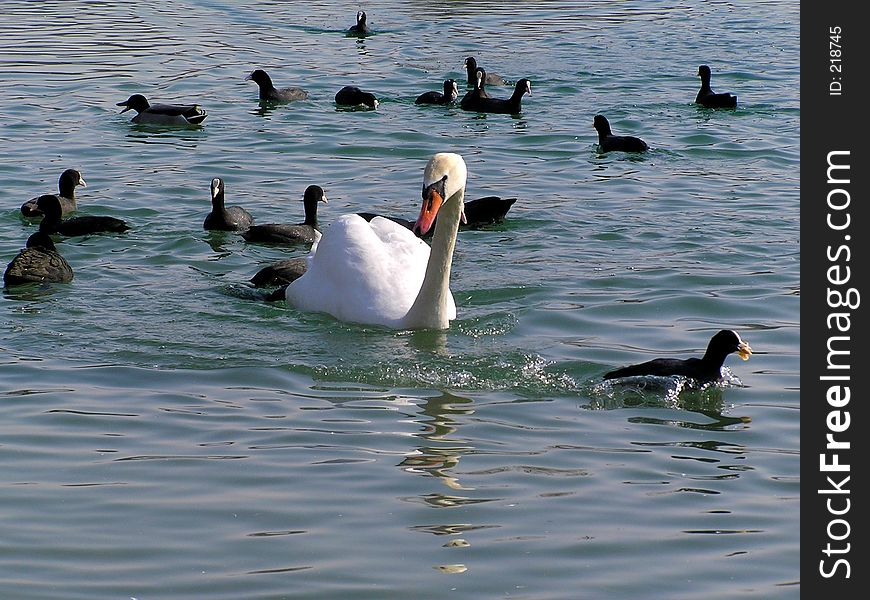 Big swan escorted by little black ducks