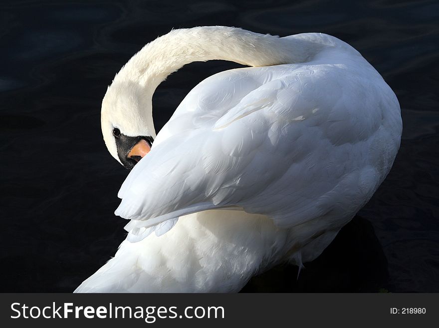 Swan preening. Swan preening