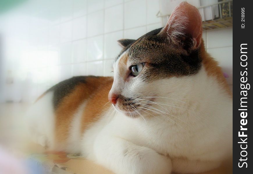 Side view of Cat