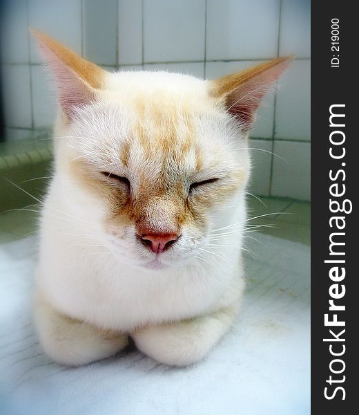 Sleeping white cat with pointy ears