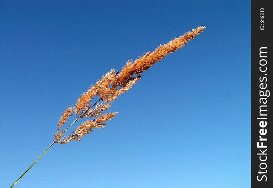 Yellow Grass On A Blue Background.