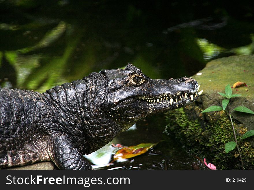 A vicious looking crocodle. A vicious looking crocodle.