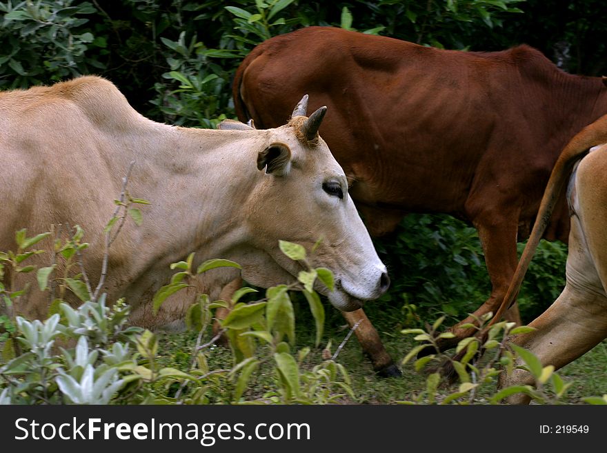 Cows in the Wild with grass