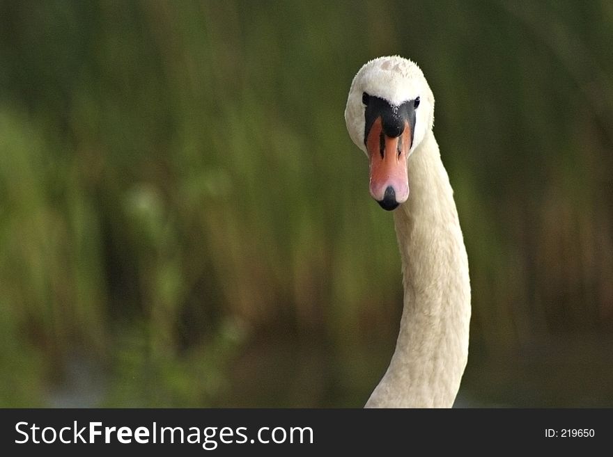 A Swan-necked Beauty