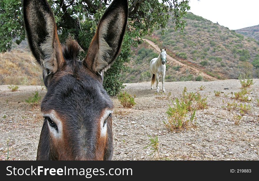 Close up of Spanish Donkey looking at white horse