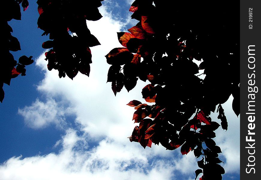 Autumn leaves in the sun. Autumn leaves in the sun