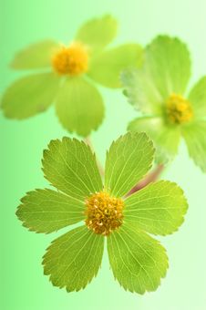 Detail Of Green Flower Stock Photos Detail Of Green Flower Stock Photos