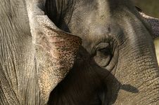 Indian Elephant Stock Image