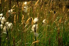 Close Up Of Grass In The Breeze Stock Photography