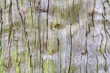 Old Tree Texture Royalty Free Stock Photography