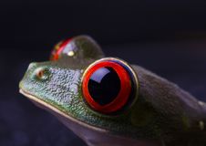 Red Eye Frog Stock Photo Red Eye Frog Stock Photo