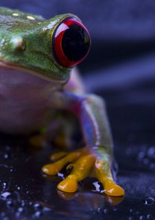 Frog Royalty Free Stock Images