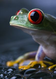 Frog Royalty Free Stock Photography
