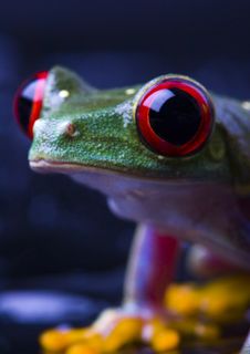 Red Frog Stock Photography