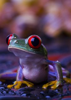 Red Frog Stock Photos