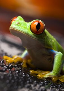 Red Eye Frog Stock Photography Red Eye Frog Stock Photography