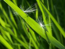 Dandelion Seed Royalty Free Stock Photo Dandelion Seed Royalty Free Stock Photo