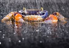 Crab In The Rain Royalty Free Stock Photo
