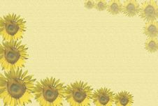 Sunflowers Background Stock Image Sunflowers Background Stock Image