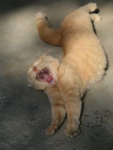 Yellow Cat Yawning Stock Photo