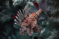 Lionfish Stock Photography Lionfish Stock Photography