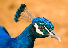 Close-up Of A Peacock Stock Photo