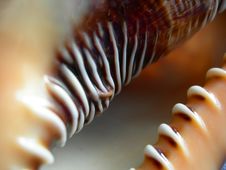Shell Detail Royalty Free Stock Photography Shell Detail Royalty Free Stock Photography