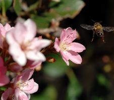 Honeybee In Flight Royalty Free Stock Images