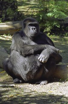 Scowling Gorilla Stock Images