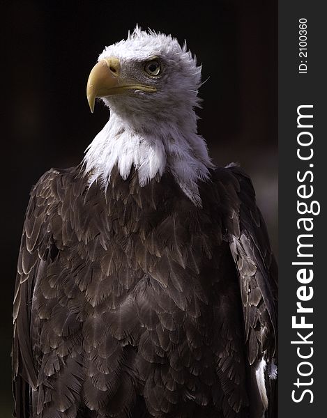 American Bald Eagle, taken at San Francisco Zoo in October 2003.