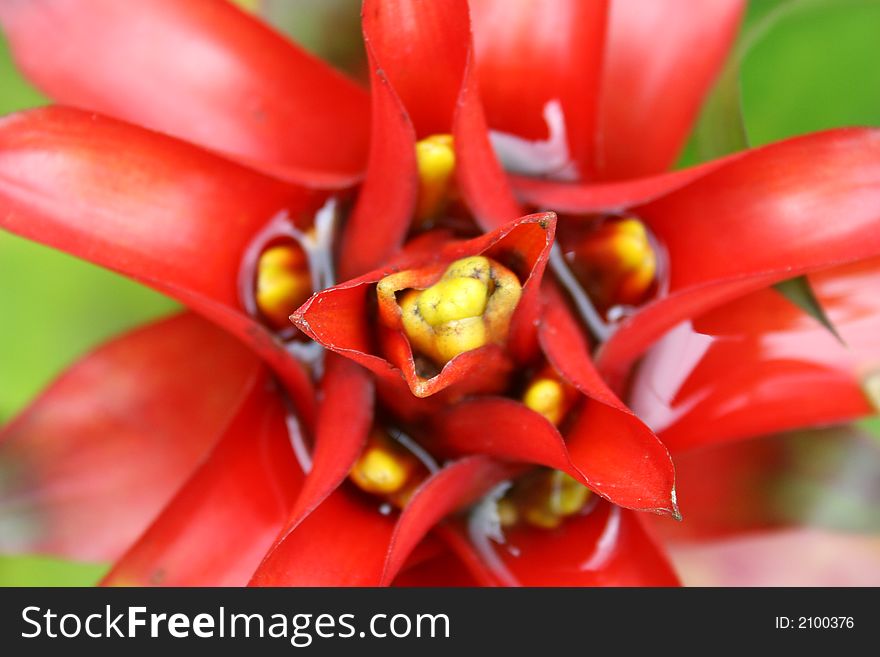 A close-up view of a red flower. A close-up view of a red flower.