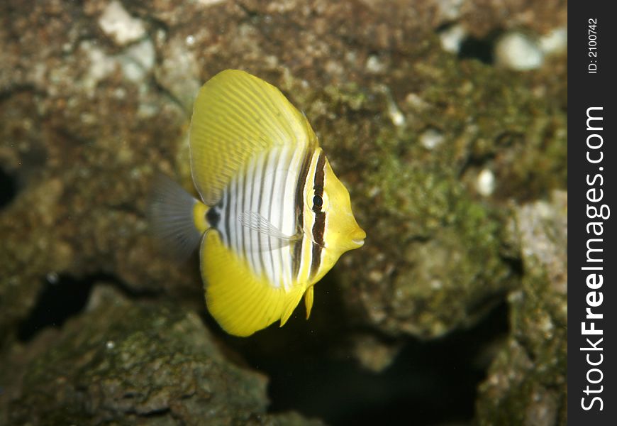 Red Sea Sailfin Tang Fish Aquarium