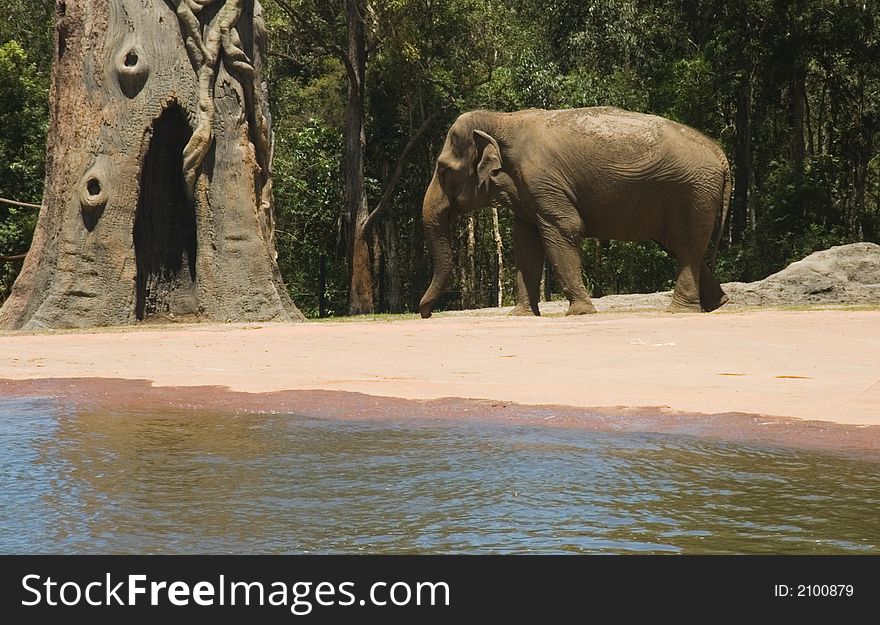 An elephant beside the water