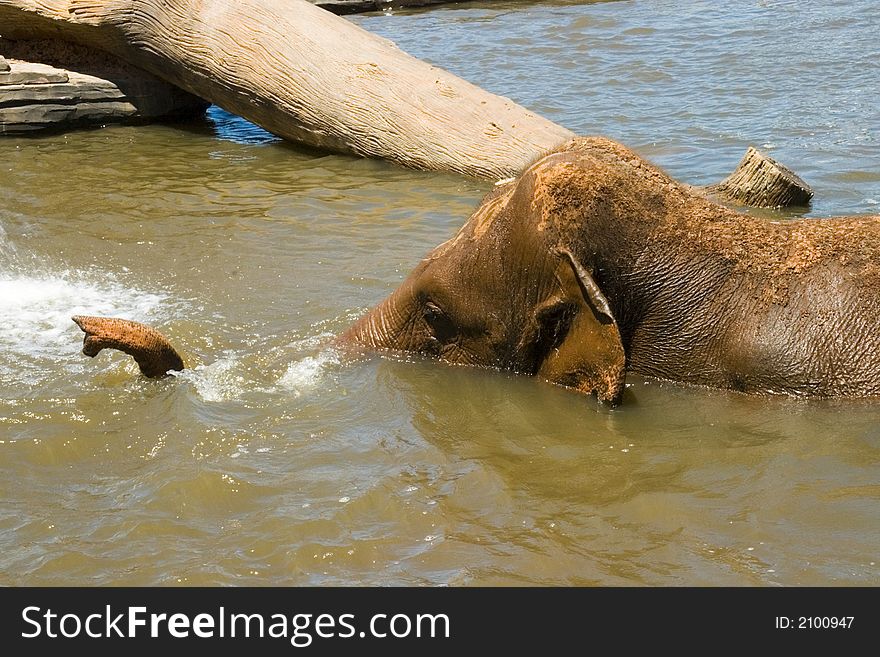 An elephant in the water with tree trunk
