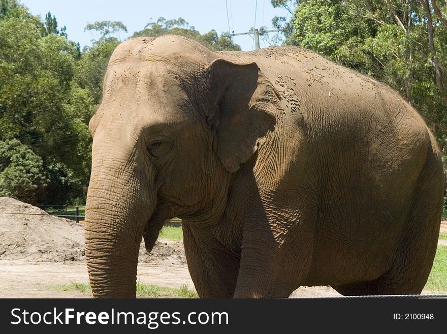 A male elephant side portrait