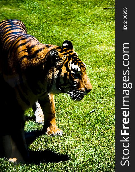 A bengal tiger in a grassy area