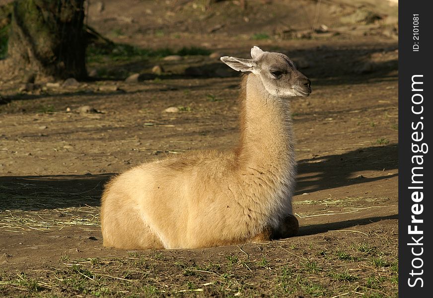 Lama guanaco calm and sitting