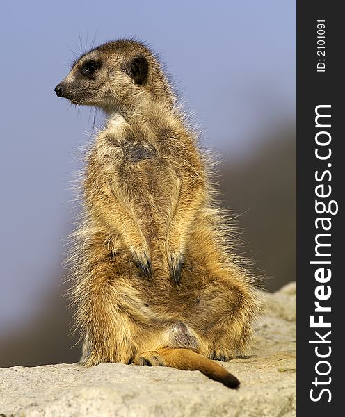 Suricate