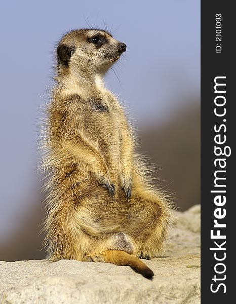 Suricate