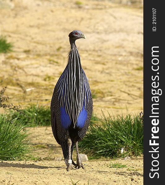Exotic standing bird - white, black and blue