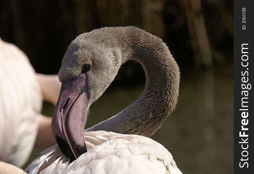 Head of young grey flamingo
