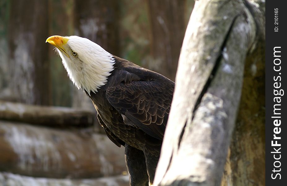 Eagle as a wild predator