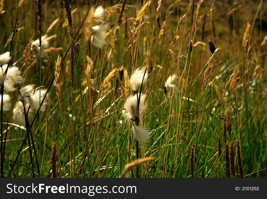 Close up of grass in the breeze